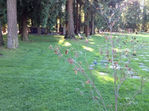 The big trees looking after their new little friend.